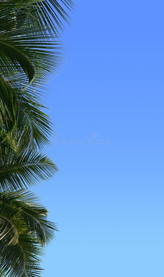 Border of palm tree stock photo. Image of isolated, background 10828470