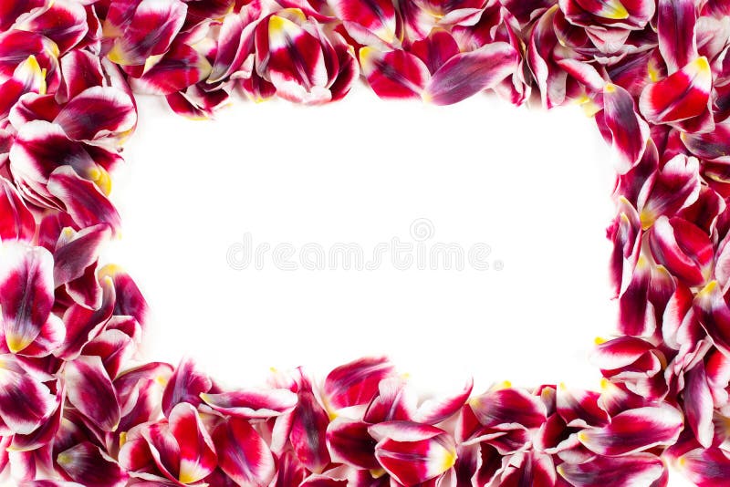 Romantic springtime flower frame. royalty free stock photos