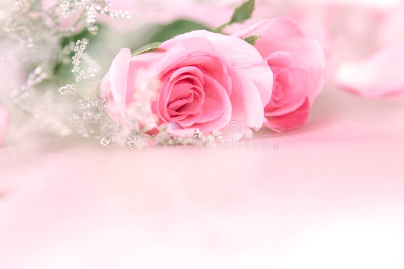 border of soft Beautiful fresh sweet pink rose for love romanti