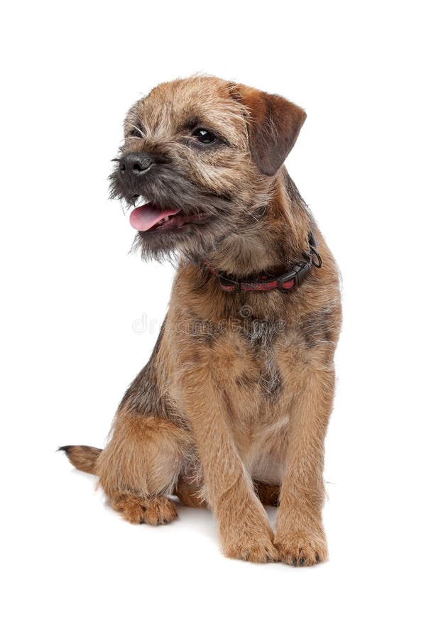 are border terriers double coated