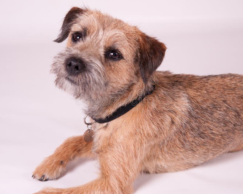 wire haired border terrier