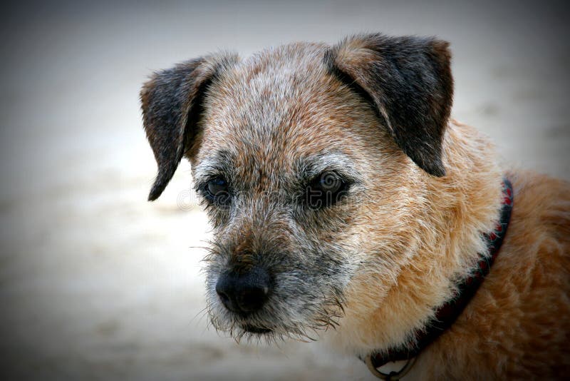 Border Terrier Dog Close Up Stock Photo Image of haired, face 88143734