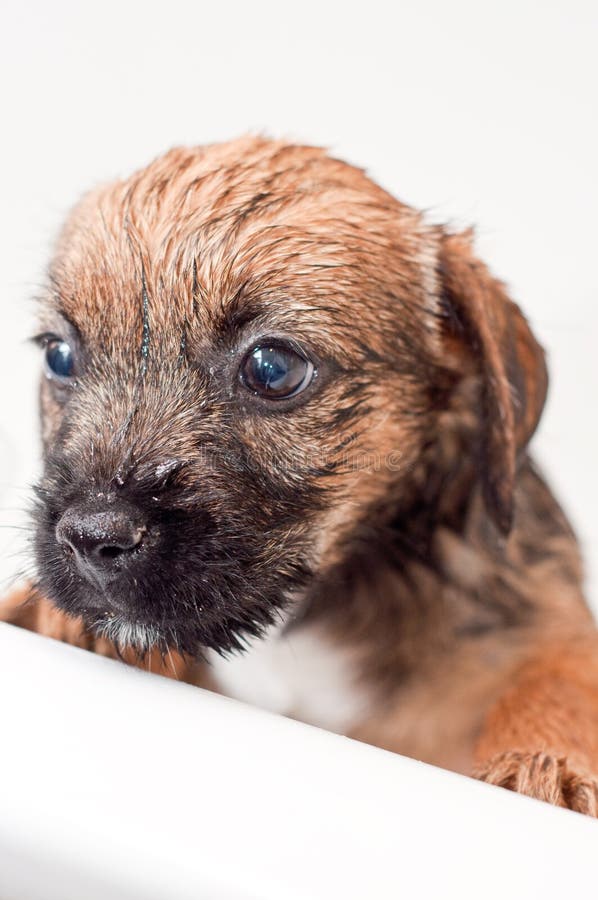 Border terrier puppy bathing