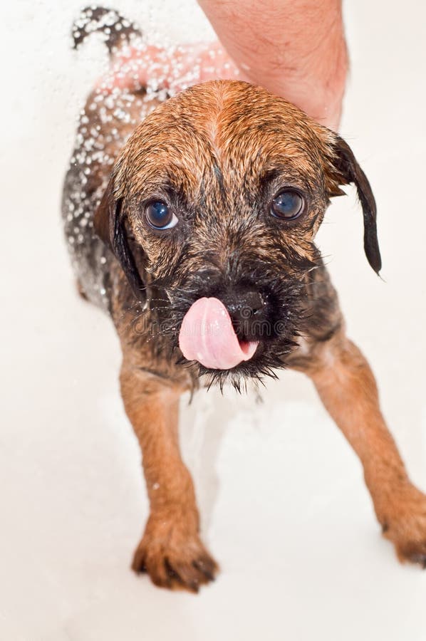 Border terrier puppy bathing