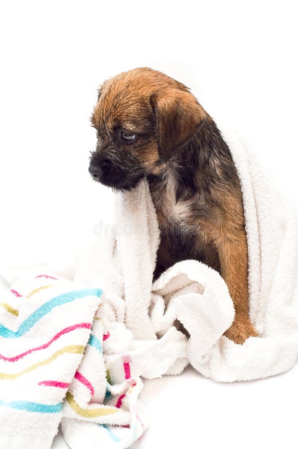 Border terrier puppy bathing