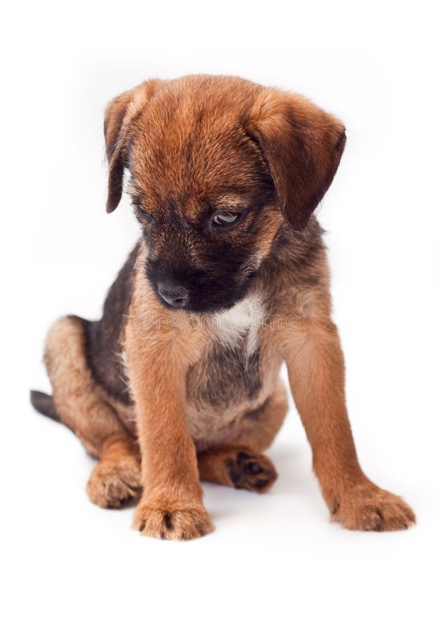 Border terrier puppy looks interestingly