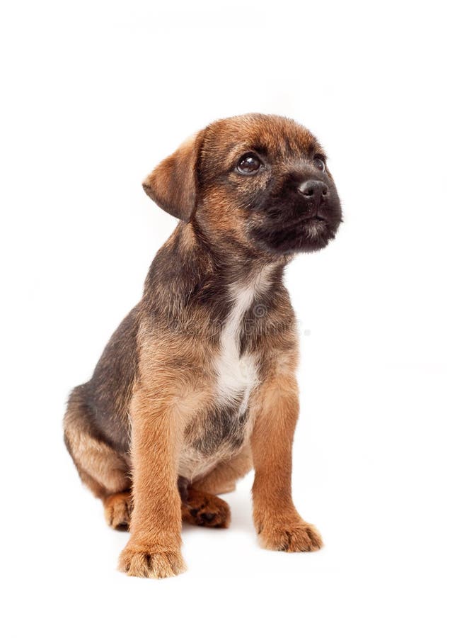 Border terrier puppy looks up