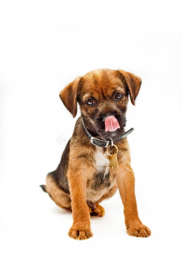 Border terrier puppy with tongue stuck out