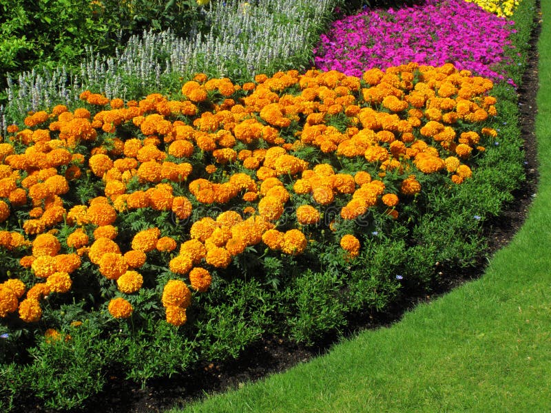 Bordo del Flowerbed dei tageti fotografia stock libera da diritti Bordo del Flowerbed dei tageti fotografia stock libera da diritti