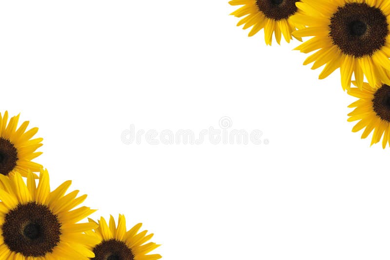 Illustration of sunflower border isolated on white background. Illustration of sunflower border isolated on white background