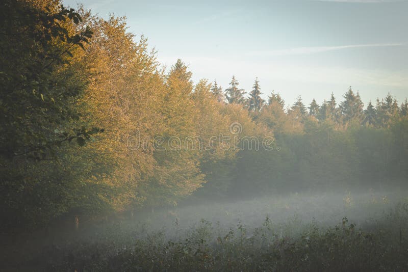 Bordo della foresta alla luce solare dorata di primo mattino con nebbia che arriva a fiumi attraverso i rami fotografia stock Bordo della foresta alla luce solare dorata di primo mattino con nebbia che arriva a fiumi attraverso i rami fotografia stock