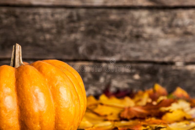 Bordo di autunno con la zucca immagini stock Bordo di autunno con la zucca immagini stock