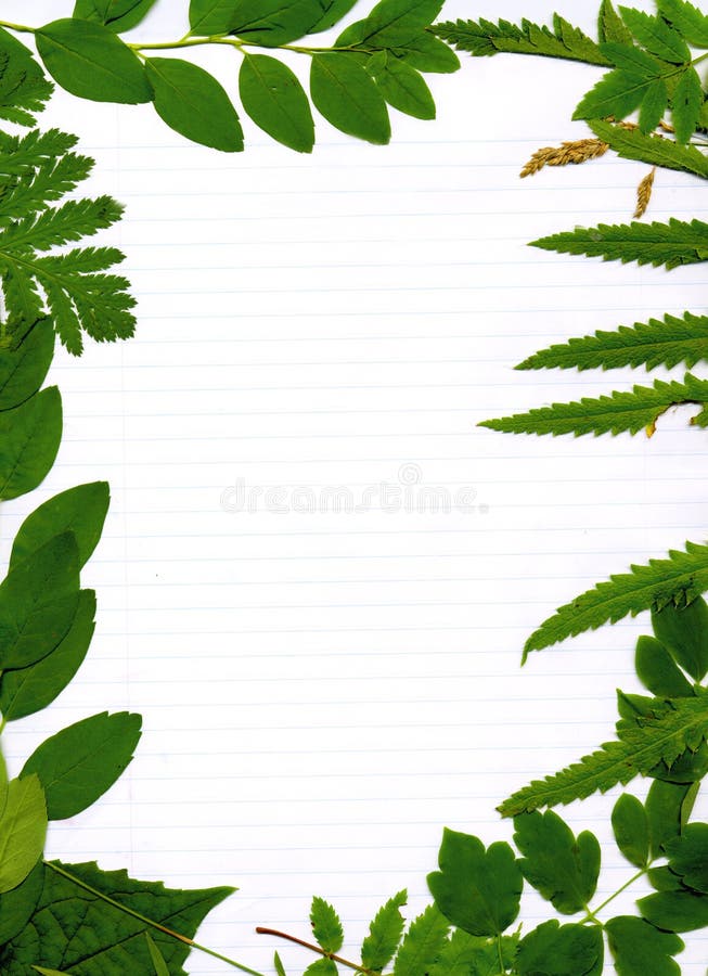 Leafy green natural border on lined paper framing blank center. Leafy green natural border on lined paper framing blank center