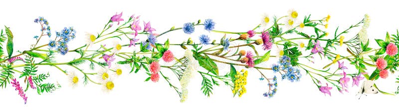 Bordo realistico dei prati fiori di campo di campanile yarrow chamomile forgetmenot cornflower toppidi royalty illustrazione gratis