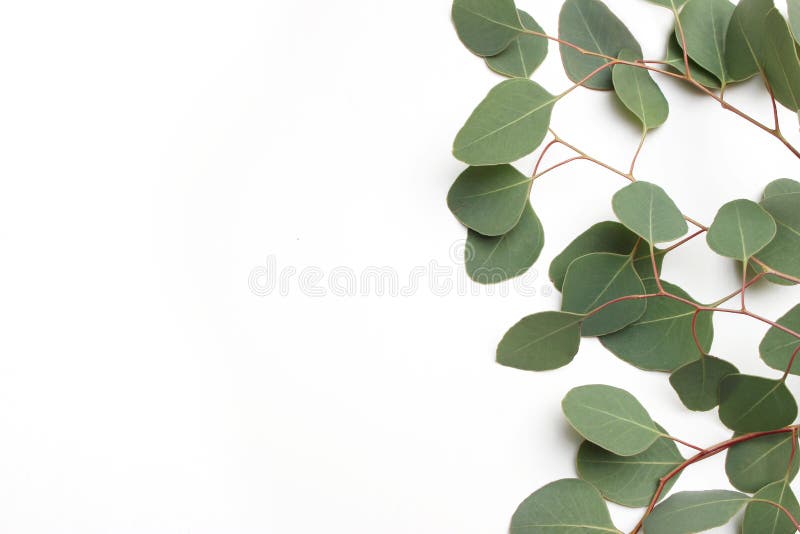 Bordură cadru făcută din frunze și ramuri de eucalipt-argint-verzi pe fond alb. compoziție florală royalty free stock photography