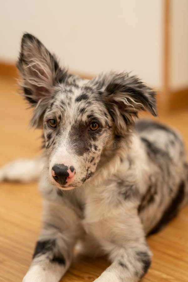 Bordură cățel collie merlan royalty free stock image