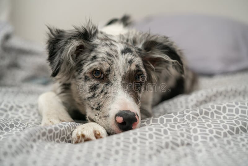 Bordură cățel collie merlan stock photos