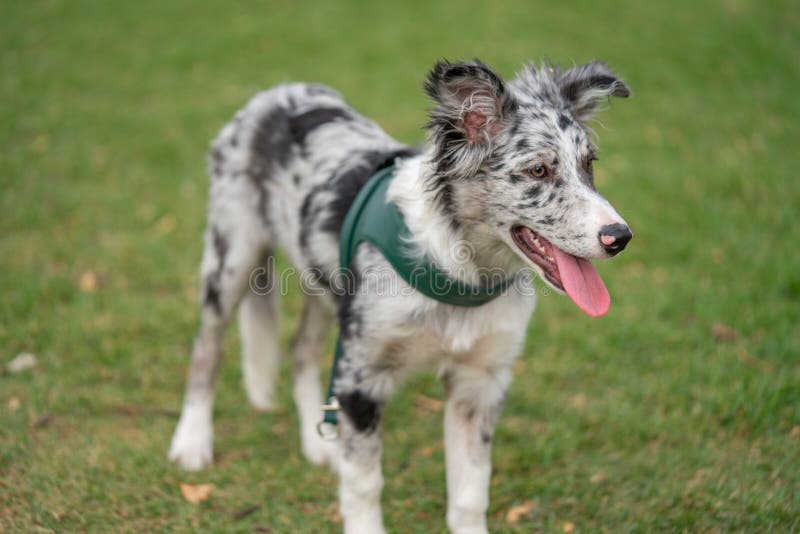 Bordură cățel collie merlan royalty free stock image
