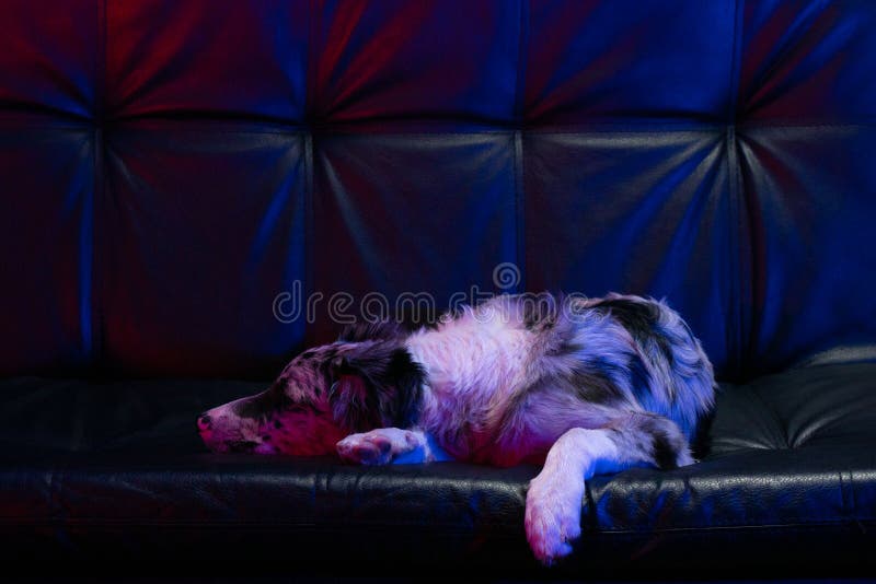 Bordură cățel collie merlan royalty free stock images