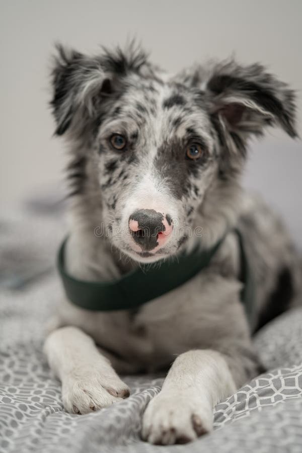 Bordură cățel collie merlan stock images