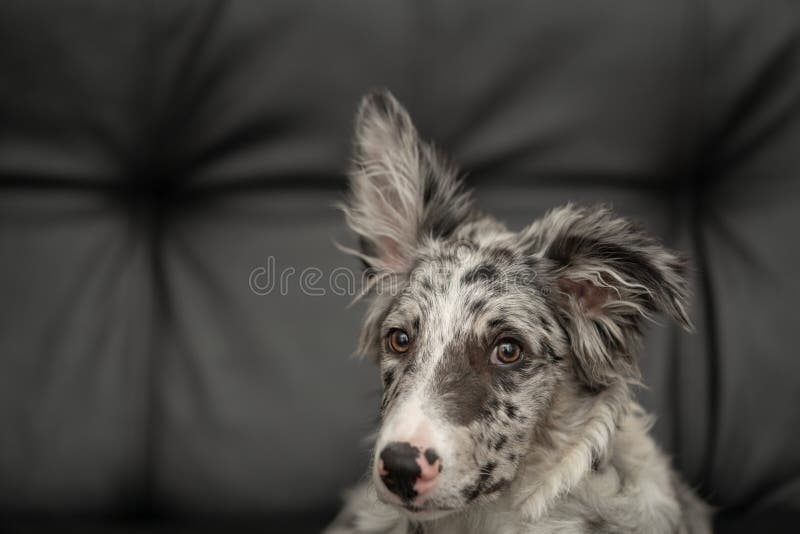 Bordură cățel collie merlan royalty free stock images