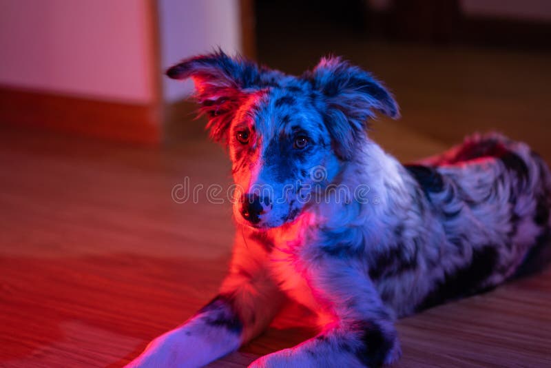 Bordură cățel collie merlan royalty free stock photos