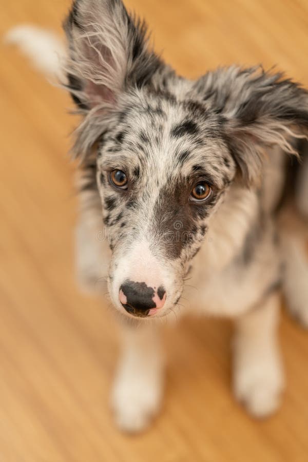 Bordură cățel collie merlan stock photos