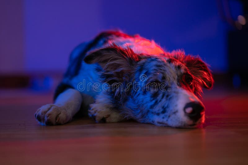 Bordură cățel collie merlan stock photography