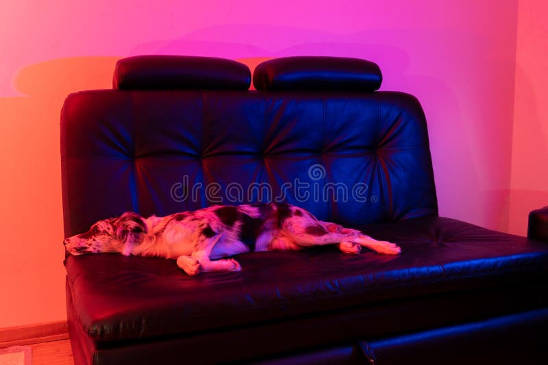 Bordură cățel collie merlan royalty free stock image