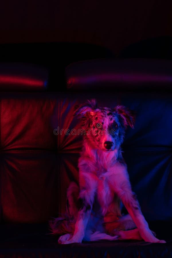 Bordură cățel collie merlan royalty free stock photo