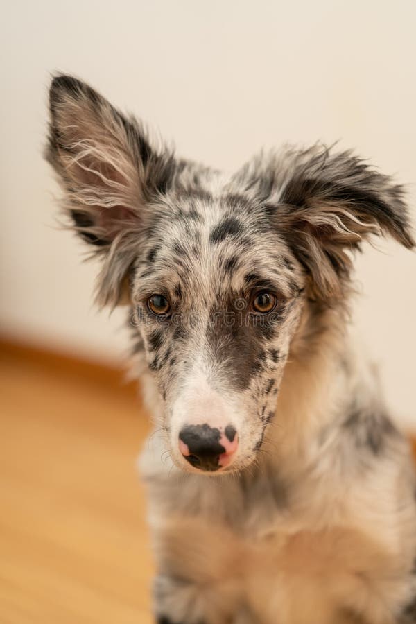 Bordură cățel collie merlan stock images