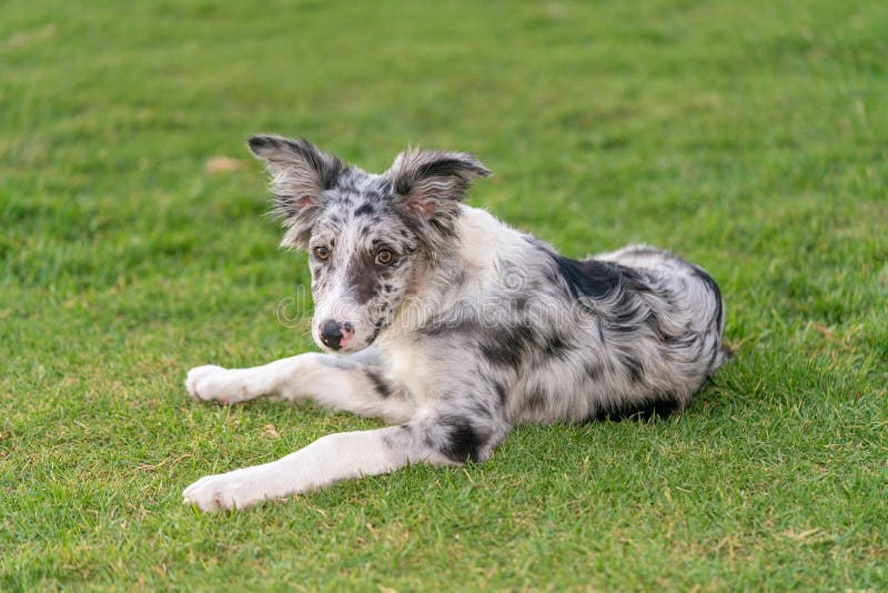 Bordură cățel collie merlan stock photography