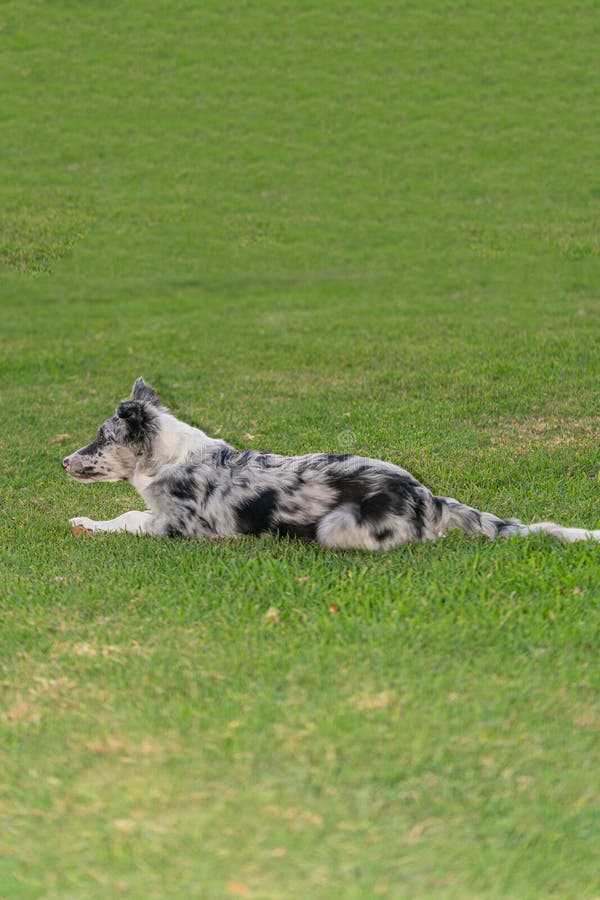 Bordură cățel collie merlan stock photo