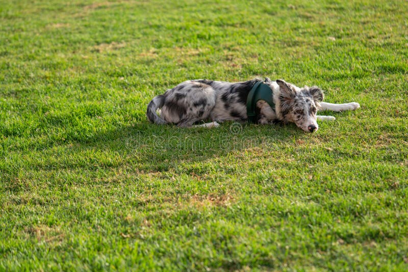 Bordură cățel collie merlan stock image