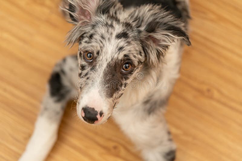 Bordură cățel collie merlan royalty free stock image