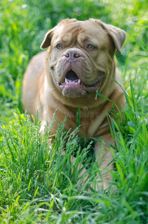 bordów De Dogue trawa wysoka zdjęcia royalty free bordów De Dogue trawa wysoka zdjęcia royalty free