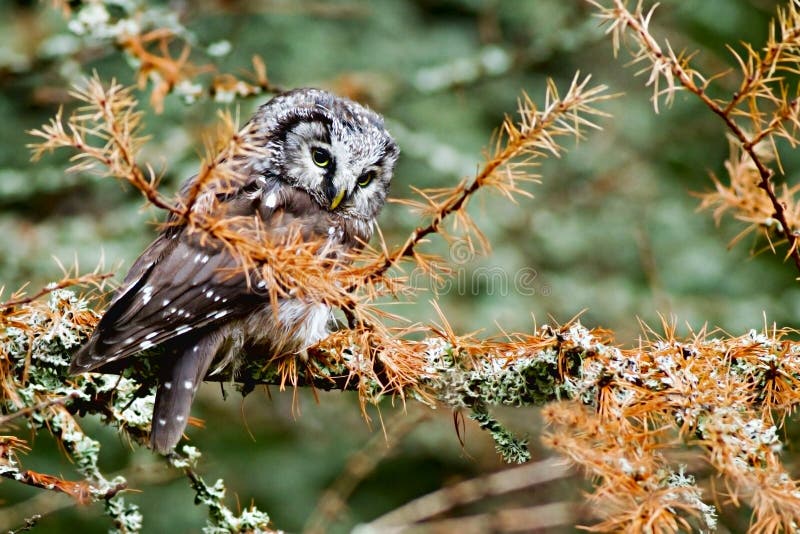 Boreal owl