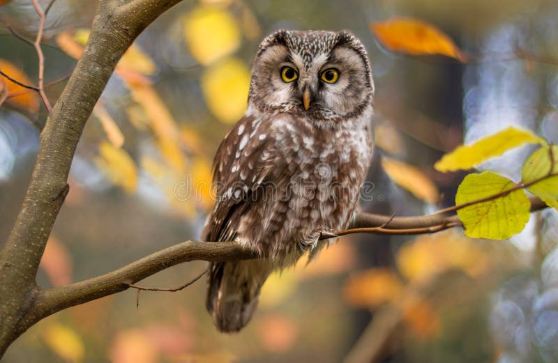 Boreal owl in autumn leaves