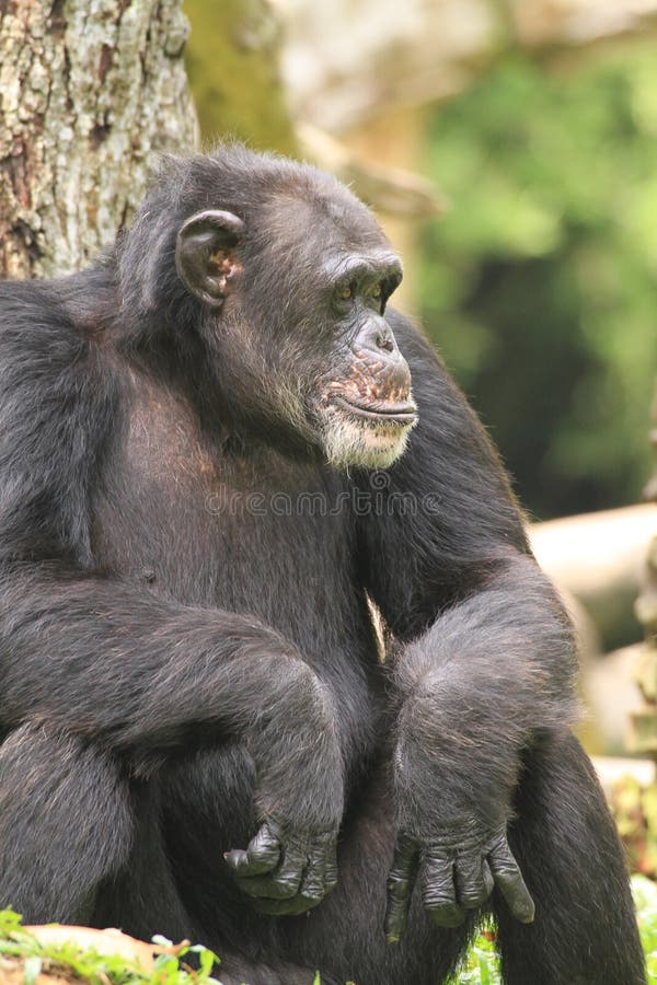 adult chimpanzee weight adult chimpanzee weight
