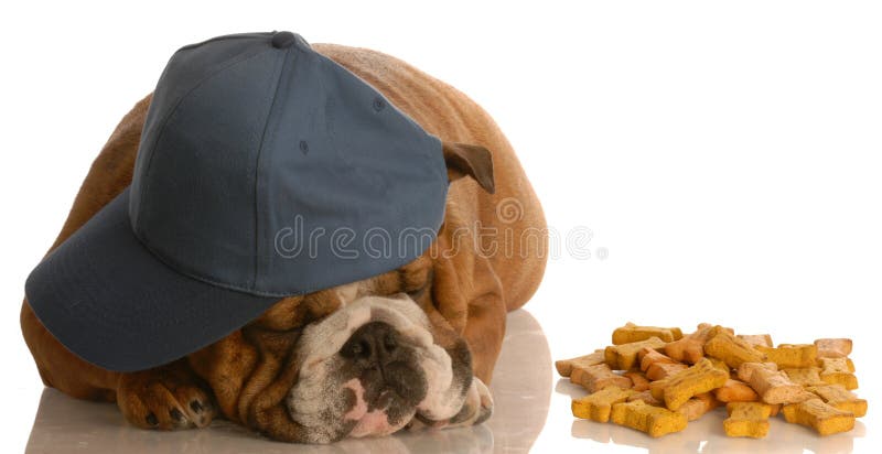 Nemá záujem o anglický buldog spí vedľa hromady pes kosti.