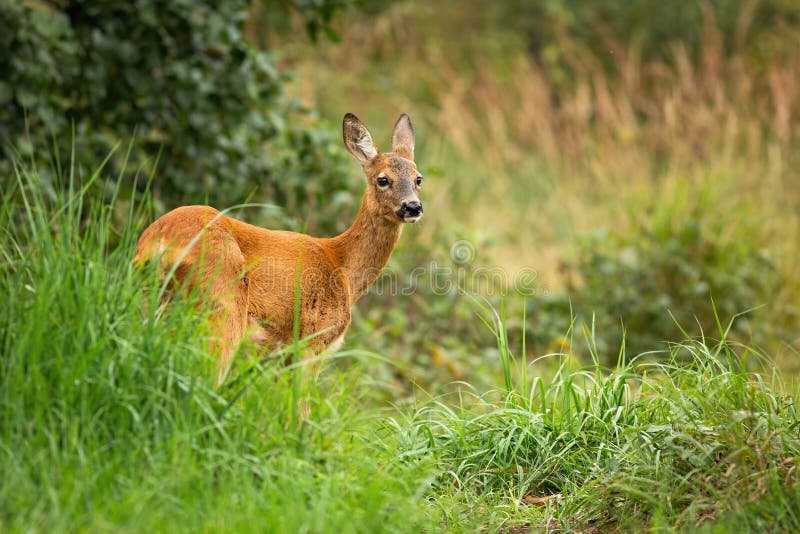 Bored female roe deer standing in tall vegetation, Slovakia, Europe.
