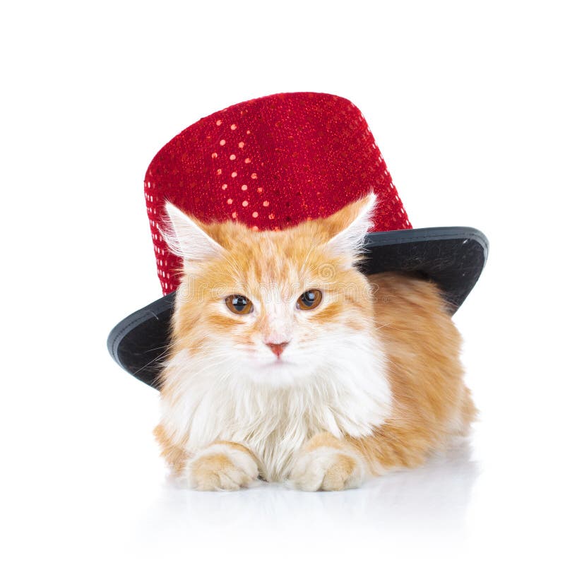 Bored Orange Cat With A Red Hat Stock Photo - Image of furry, whiskas ...