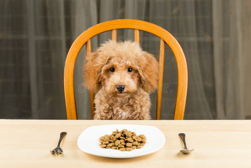 A bored and uninterested Poodle puppy with a plate of kibbles on the table