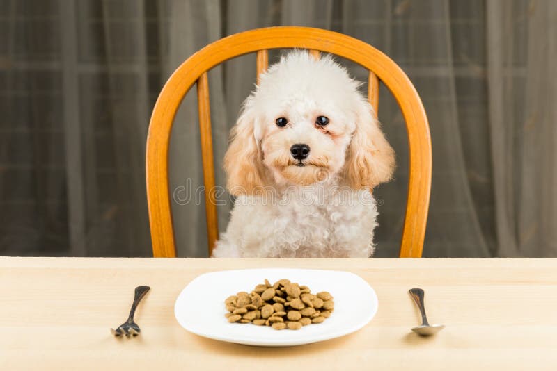 A bored and uninterested Poodle puppy with a plate of kibbles on the table