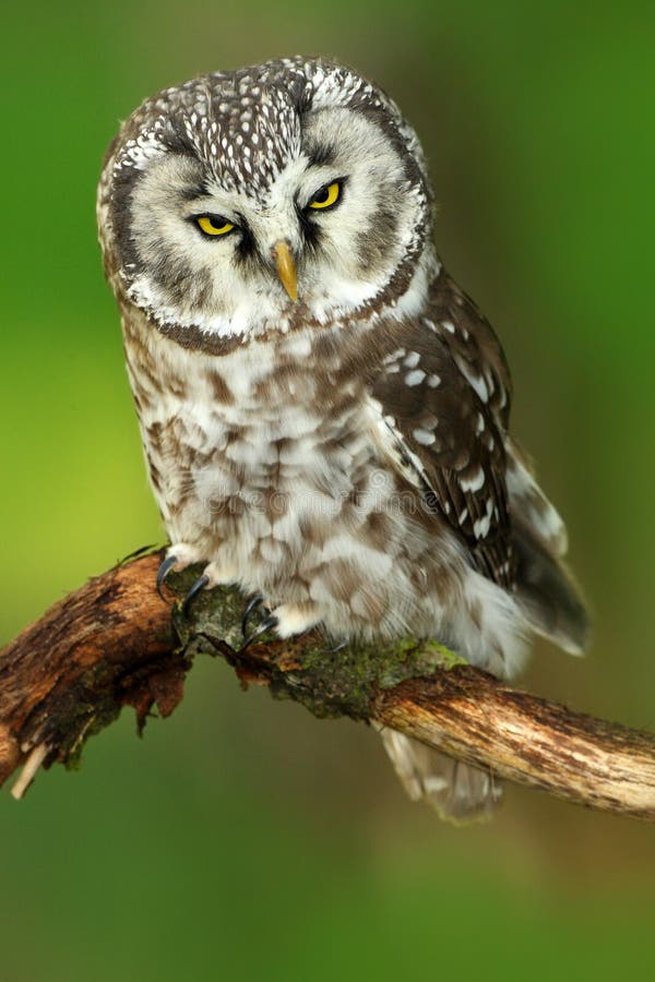 Borel owl in the forest. Small bird Boreal owl sitting on branch, Boreal owl with clear green forest background. Bird in nature ha royalty free stock photography