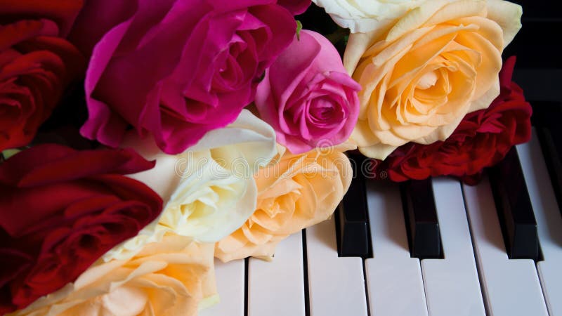 Borgen av färgstarka rosor på pianotanglarna Röd, rosa, beige, nude, elfenbensblommor Firande, gratulationer, musik, teater arkivfoton Borgen av färgstarka rosor på pianotanglarna Röd, rosa, beige, nude, elfenbensblommor Firande, gratulationer, musik, teater arkivfoton