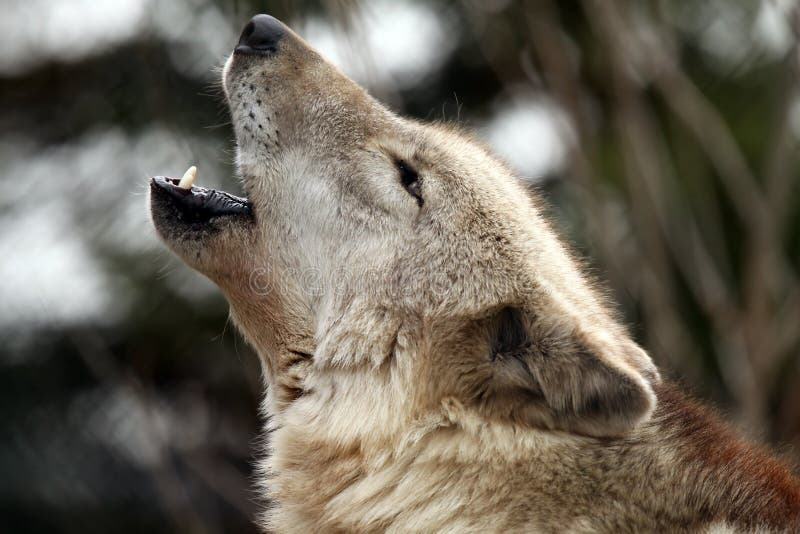 Growling wolf stock photo. Image of wild, european, wolf - 25399784