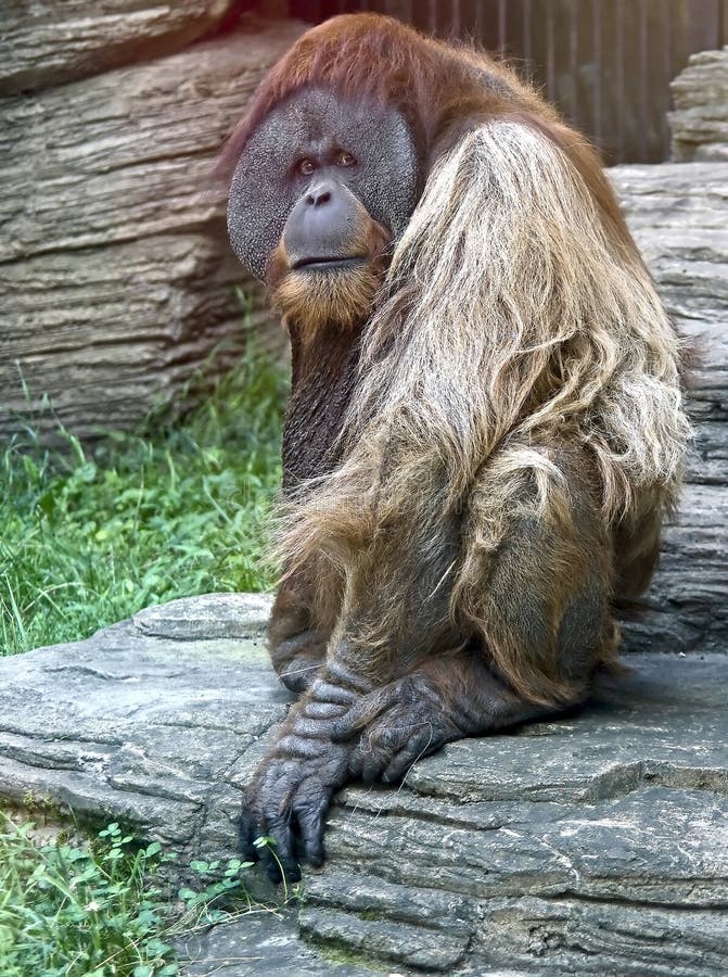 Bornean orangutan 1 stock images