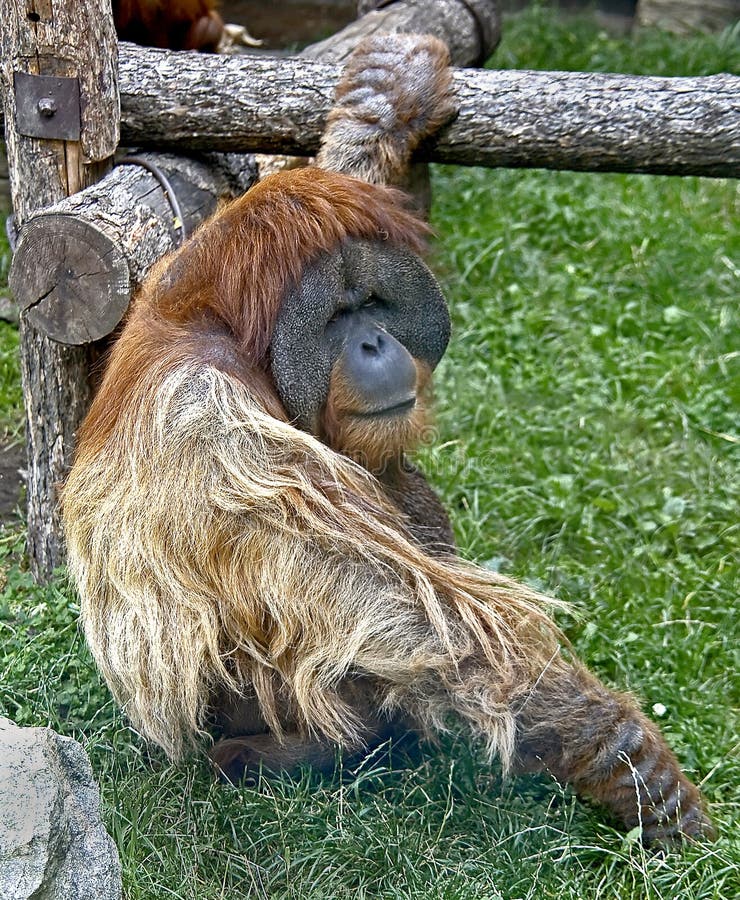 Bornean orangutan 2 stock photography