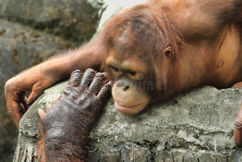 Clasificación, familia posesión es un más grande cómo Sumatra.